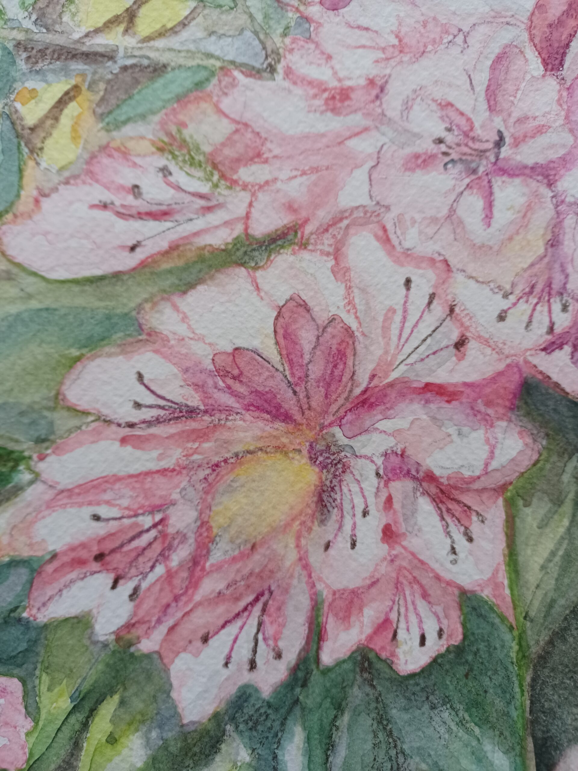 Rhododendron im Königshainer Park – Bild 2