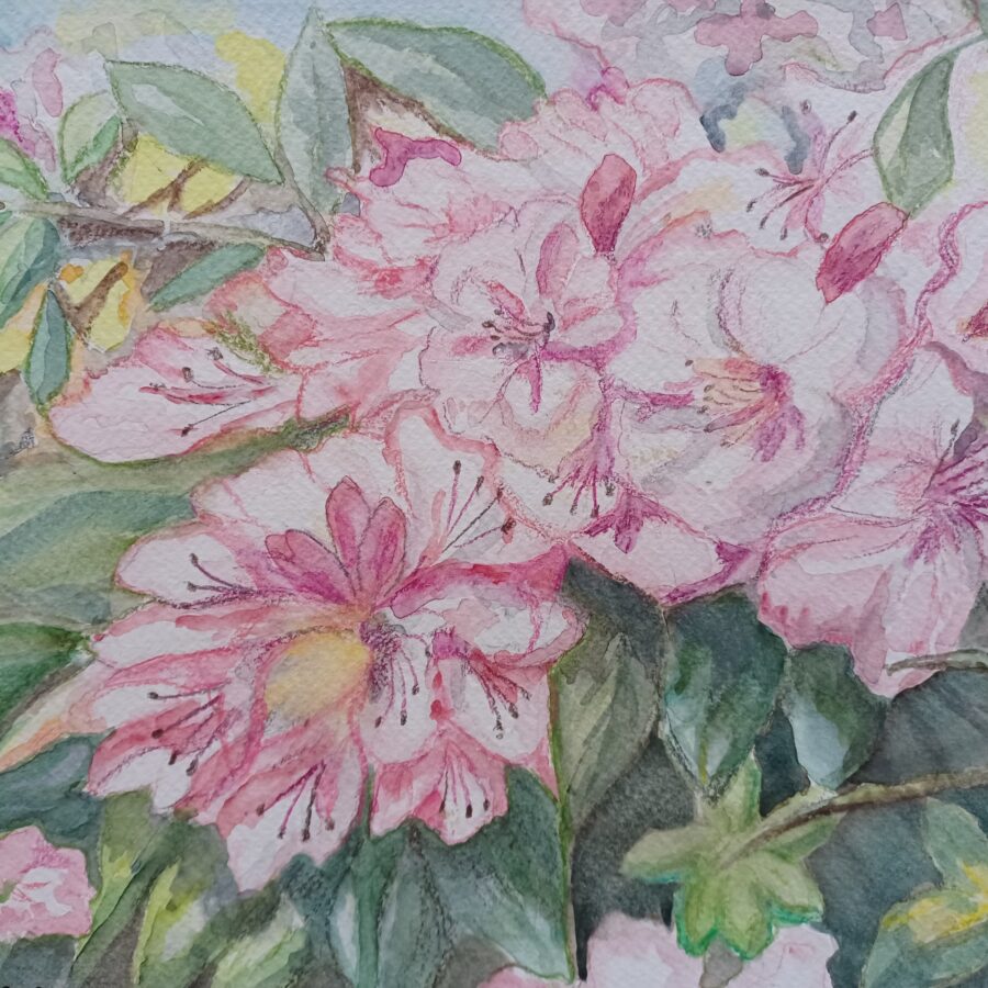 Rhododendron im Königshainer Park