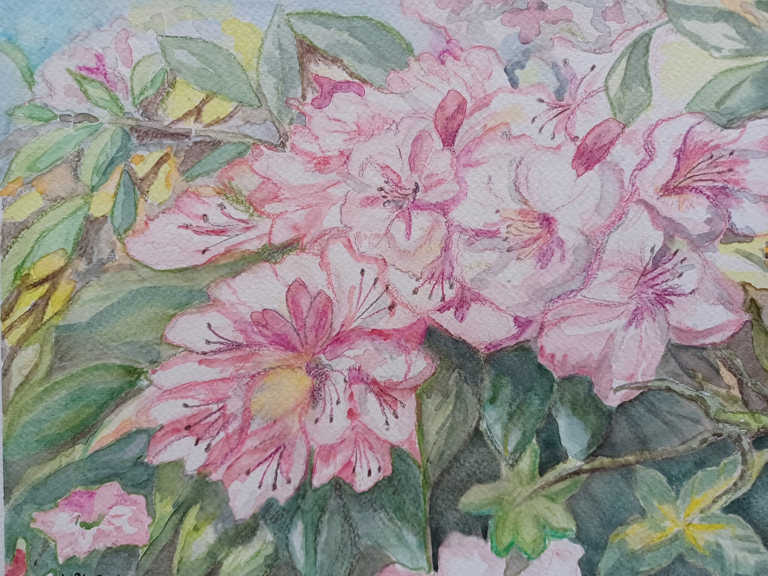 Rhododendron im Königshainer Park